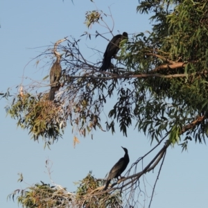 Anhinga novaehollandiae at Bonython, ACT - 28 Mar 2015 05:59 PM