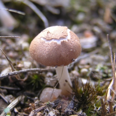 zz agaric (stem; gills white/cream) at Mount Taylor - 28 Mar 2017 by MatthewFrawley