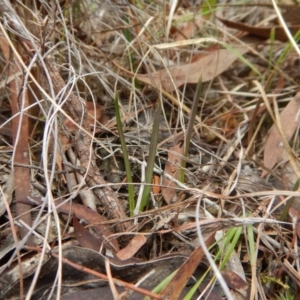 Calochilus platychilus at Cook, ACT - 28 Mar 2017