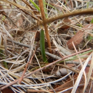 Calochilus platychilus at Cook, ACT - 28 Mar 2017