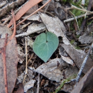 Acianthus collinus at Aranda, ACT - 29 Mar 2017