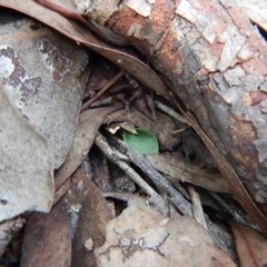 Acianthus collinus at Aranda, ACT - 29 Mar 2017