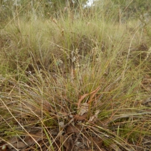 Lepidosperma laterale at Belconnen, ACT - 28 Mar 2017 10:19 AM