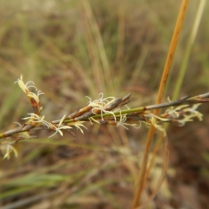 Lepidosperma laterale at Belconnen, ACT - 28 Mar 2017 10:19 AM