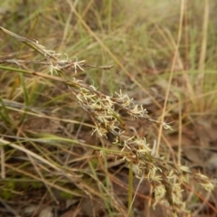 Lepidosperma laterale at Belconnen, ACT - 28 Mar 2017