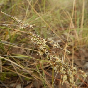 Lepidosperma laterale at Belconnen, ACT - 28 Mar 2017 10:19 AM