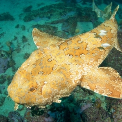 Orectolobus halei (Gulf Wobbegong) at Nelson, NSW - 22 May 2007 by Tathradiving