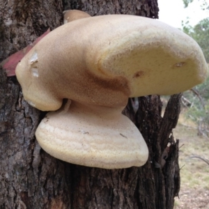 Laetiporus portentosus at Yarralumla, ACT - 18 Mar 2017