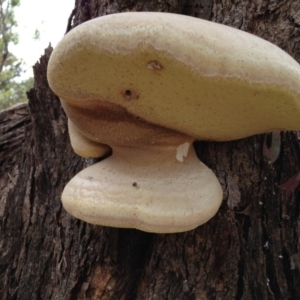 Laetiporus portentosus at Yarralumla, ACT - 18 Mar 2017