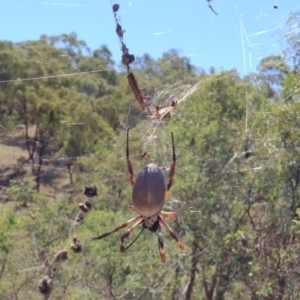 Trichonephila edulis at Red Hill, ACT - 26 Mar 2017