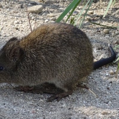 Potorous tridactylus (Long-nosed Potoroo) at Paddys River, ACT - 27 Mar 2017 by roymcd