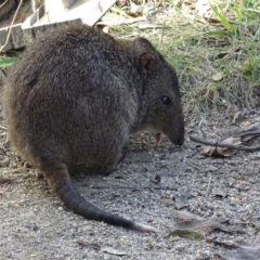 Potorous tridactylus at Paddys River, ACT - 27 Mar 2017 03:49 PM