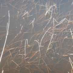 Austrolestes leda at Wallaroo, NSW - 29 Mar 2017