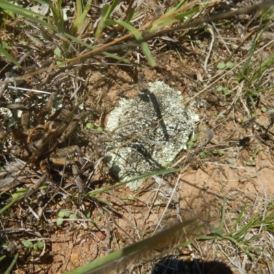 Tasmanicosa sp. (genus) (Tasmanicosa wolf spider) at Wallaroo, NSW - 29 Mar 2017 by MichaelMulvaney