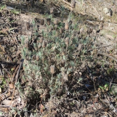 Lavandula stoechas (Spanish Lavender or Topped Lavender) at Banks, ACT - 28 Mar 2017 by michaelb