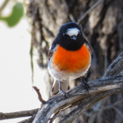 Petroica boodang (Scarlet Robin) at Gungahlin, ACT - 29 Mar 2017 by CedricBear