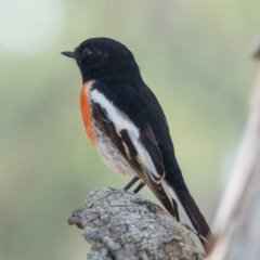 Petroica boodang (Scarlet Robin) at Gungahlin, ACT - 29 Mar 2017 by CedricBear