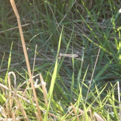 Austrolestes analis (Slender Ringtail) at Kaleen, ACT - 29 Mar 2017 by MichaelMulvaney