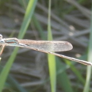 Austrolestes analis at Kaleen, ACT - 29 Mar 2017