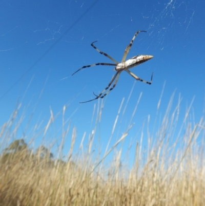 Argiope protensa (Long-tailed Argiope) at Kaleen Horse paddocks (North) - 29 Mar 2017 by MichaelMulvaney