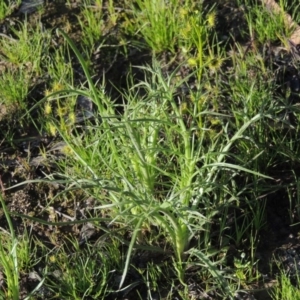 Eryngium ovinum at Conder, ACT - 18 Oct 2016