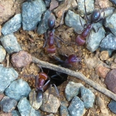 Iridomyrmex purpureus (Meat Ant) at Mount Majura - 26 Mar 2017 by JanetRussell