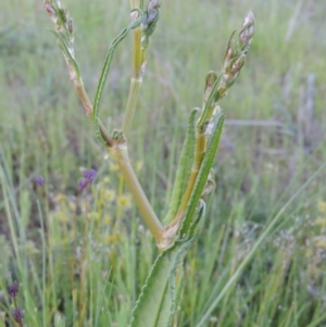 Rumex dumosus at Conder, ACT - 18 Oct 2016