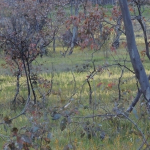 Eucalyptus blakelyi at Conder, ACT - 18 Oct 2016