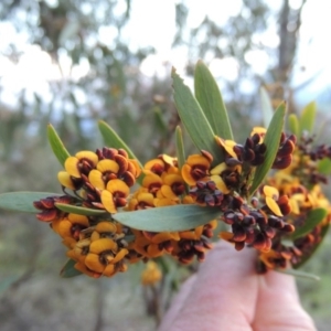 Daviesia mimosoides at Conder, ACT - 18 Oct 2016 07:37 PM