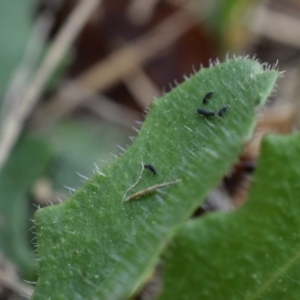 Hypogastrura sp. (genus) at Narrabundah, ACT - 16 Mar 2017