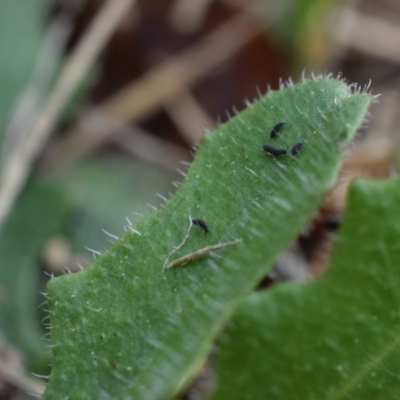 Hypogastrura sp. (genus) (A Springtail) at Narrabundah, ACT - 16 Mar 2017 by Cowgirlgem