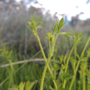 Ranunculus sessiliflorus var. sessiliflorus at Conder, ACT - 18 Oct 2016 07:01 PM