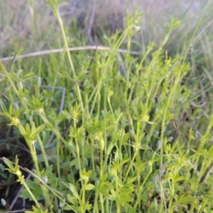 Ranunculus sessiliflorus var. sessiliflorus at Conder, ACT - 18 Oct 2016 07:01 PM