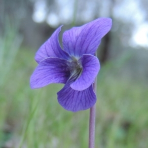 Viola betonicifolia at Conder, ACT - 18 Oct 2016