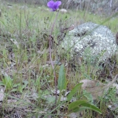 Viola betonicifolia at Conder, ACT - 18 Oct 2016