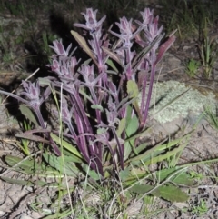 Ajuga australis (Austral Bugle) at Conder, ACT - 18 Oct 2016 by MichaelBedingfield