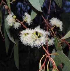 Eucalyptus dives (Broad-leaved Peppermint) at Conder, ACT - 18 Oct 2016 by MichaelBedingfield