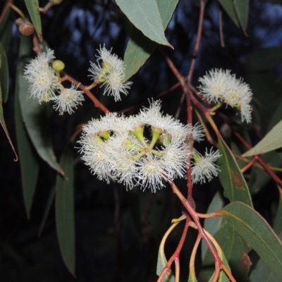 Eucalyptus dives (Broad-leaved Peppermint) at Tuggeranong Hill - 18 Oct 2016 by michaelb