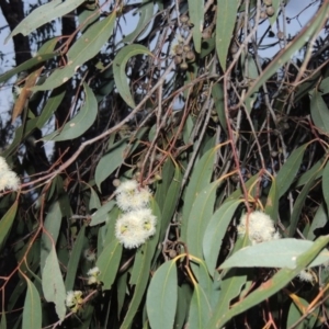 Eucalyptus dives at Conder, ACT - 18 Oct 2016