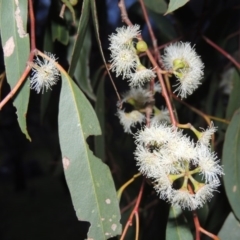 Eucalyptus dives at Conder, ACT - 18 Oct 2016