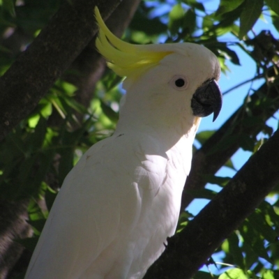 Cacatua galerita (Sulphur-crested Cockatoo) at Kambah, ACT - 29 Mar 2017 by MatthewFrawley