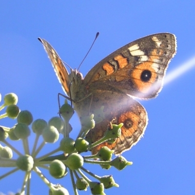 Junonia villida (Meadow Argus) at Kambah, ACT - 29 Mar 2017 by MatthewFrawley