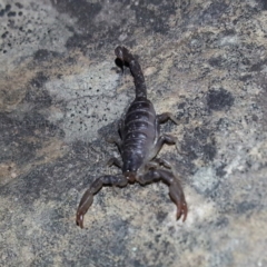 Urodacus manicatus (Black Rock Scorpion) at Weston, ACT - 29 Mar 2017 by MatthewFrawley
