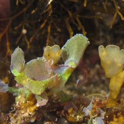 Martensia sp. (genus) (A red algae) at Batemans Marine Park - 16 Apr 2015 by RoyandJenny