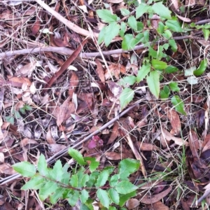 Berberis aquifolium at Garran, ACT - 25 Mar 2017