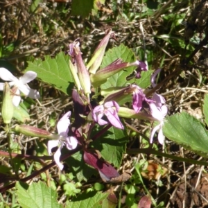 Saponaria officinalis at Stromlo, ACT - 26 Mar 2017