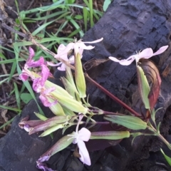 Saponaria officinalis at Stromlo, ACT - 26 Mar 2017