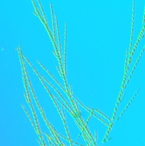 Stigeoclonium sp. at Molonglo River Reserve - 11 Mar 2017 12:21 PM