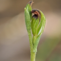 Speculantha rubescens (Blushing Tiny Greenhood) at Canberra Central, ACT - 26 Mar 2017 by KenT