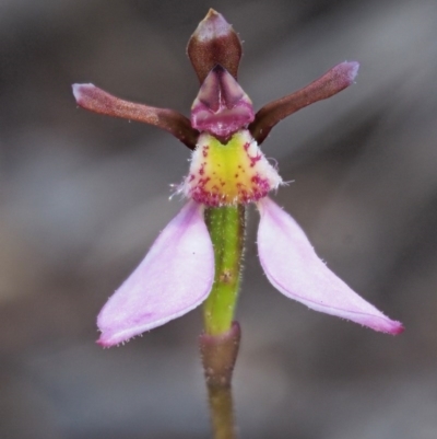 Eriochilus cucullatus (Parson's Bands) at Canberra Central, ACT - 27 Mar 2017 by KenT